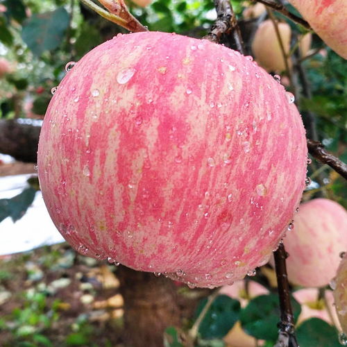 新鲜水果红富士苹果脆甜多汁丑苹果孕妇水果带箱10斤装非冰糖心