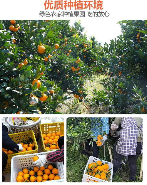 青见柑橘新鲜水果橙子多汁水果单果75 85mm 带箱5斤